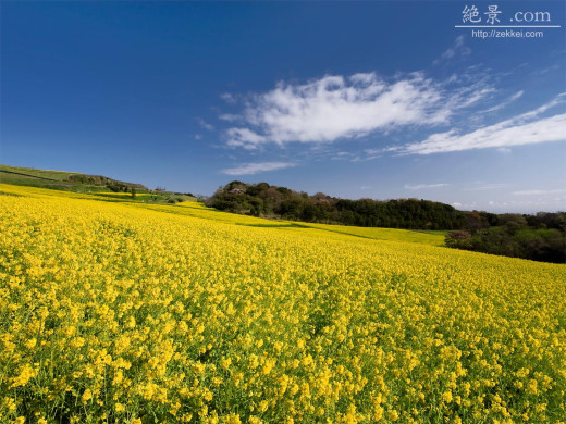 46447 (a): :1600x1200